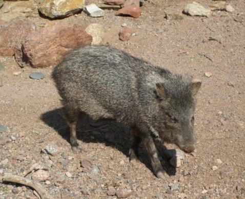 photo of javelina pig animal
